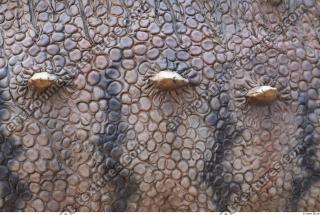 Photo Textures of Animals Skin